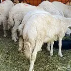 طليان نظاف شرط