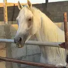 الفحل المصري راكان المباركيه متاح للتشبيه