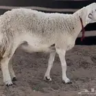 للبيع شاه صنف ومن حلال صقر العصيمي شاه طاشه وشرط ديد سلم
