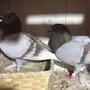 حمام زاجل