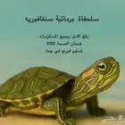 سلاحف مائية ريد اير سلحفاة الاذن الحمراء