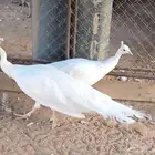 طاووس أو طاؤوس أبيص صافي