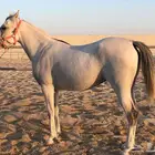فرس جزيري صافي