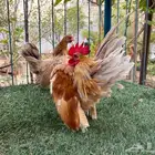 دجاج سيراما منتج