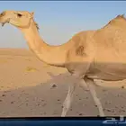 ناقه طيبه