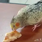 مفقود كروان سكاكا الشلهوب