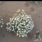 بذور قحويان جديد ونضيف جداوتسب