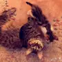 قطط شيرازي عدد 4 