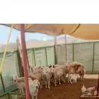 غنم دفيع 12راس