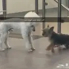 للبيع جراء بودل مستويات