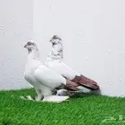 عشاق الحمام الحجم الصغير(( تم البيع))