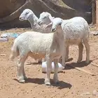 ( تم البيع )) بهم تربيه طيب 3 رؤس