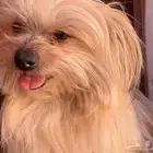 كلب مالتيز للبيع او للتبني