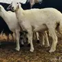 جذعه حريه ذبيحه طيبه 