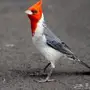  كاردينال رد فيس للبيع