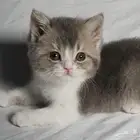 للبيع سكوتش