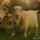 فحل ماعز قزم صنف فاخر فحول الماعز القزم فواخر قزم خصم