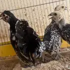 طقم سبرايت