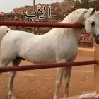 مهر شعبي للبيع