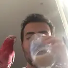 كوكاتو قالا - غالا