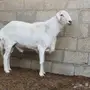 فحل حري ينسف