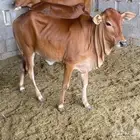 عجل   2 عجلة حسلان من المزرعة