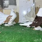 زوج أمريكي مكتف فاخر