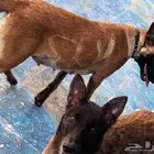جراء كلاب مالينو للبيع malino for sale dogs poppies