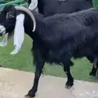 عنز عارضية جبرة وجنب وراس