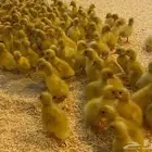 للبيع صوص بط بكيني