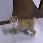 قط للتبني