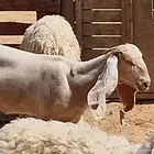 جفرة صفرا