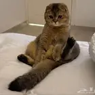 مطلوب ذكر سكوتش ستريت للتزاوج