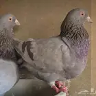 مطلوب اجواز حمام فرنسي سلفر ( تبوك )