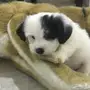 كلب مالتيز - Maltese Dog