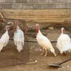 رومي للبيع