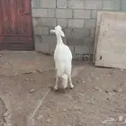 شاه سديس سمن ناهي . تم البيع