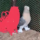 للبيع اناثي ارافل