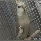 للبيع كوكاتيل مميز