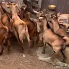 10تيوس اعمارها 6شهور