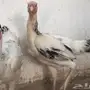 طقم دجاج حجازي - فارسي