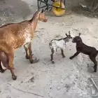 ماعز تحته تيس وجفره
