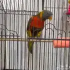 لوري هجين
