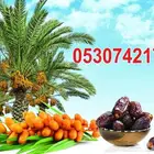 يوجد شبك ونخيل شبوك مزارع ويوجد زراعه