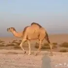 ناقه كفو شقحا ضريبه للبيع ..