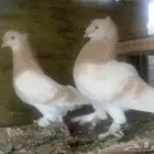 زوج تركي ليموني دبل كرست (( تم البيع ))