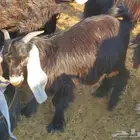 تيس عارضي بري وسمين ونظيف