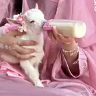 الماعز القزم الصغير الليف الجميل ماعز قزم