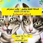 فندقة قطط 6061 24 0555 شرق الرياض وقت اجازتك