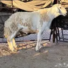 فحل حري مشروط